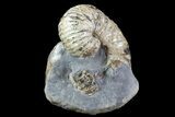 Scaphites Ammonite Fossil in Rock - Kansas #93749-1
